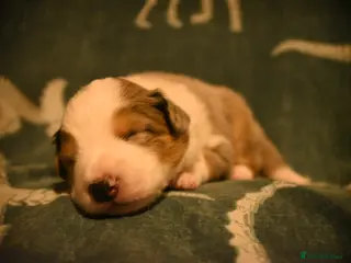 Border Collie dogs Only 4 left health tested border collies - Advert 6