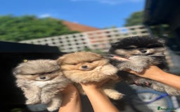 Pomeranian dogs for sale: Miniature teddy Poms  - Image 1
