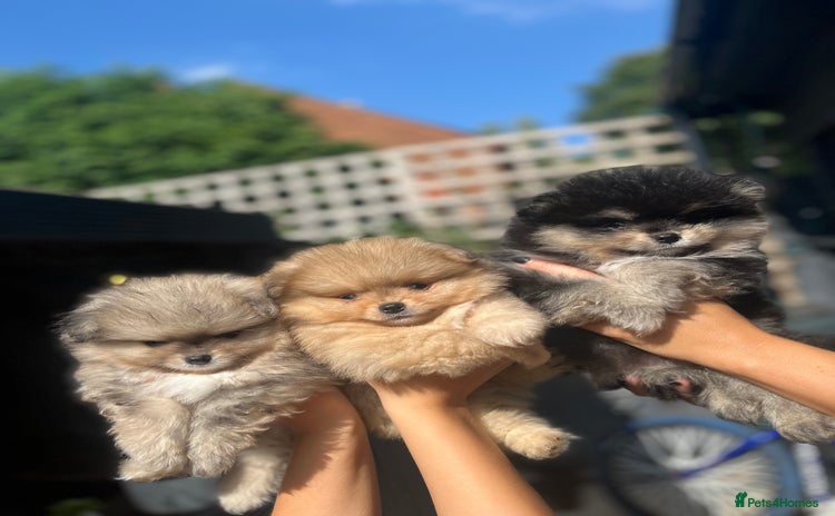 Pomeranian dogs - Advert 8
