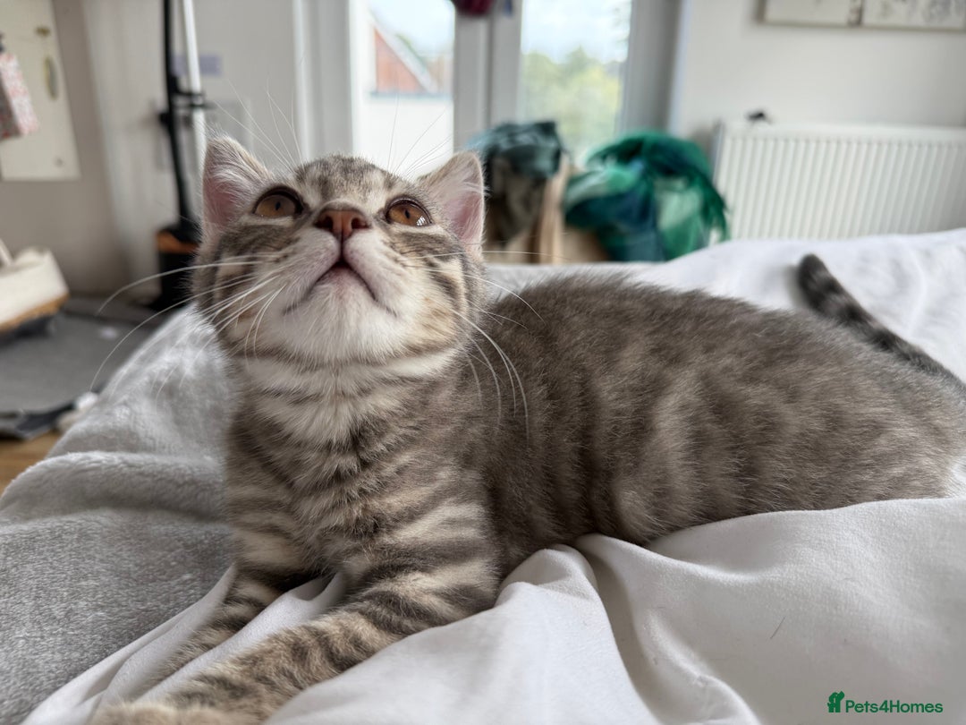 British Shorthair cats for sale: Full BSH kittens 13 weeks GCCF Parents. One gone!  - Image 17