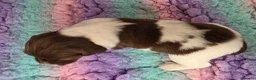 English Springer Spaniel dogs for sale: KC Home - Heath tested, Licensed Springer Pups⭐️ - Advert 22