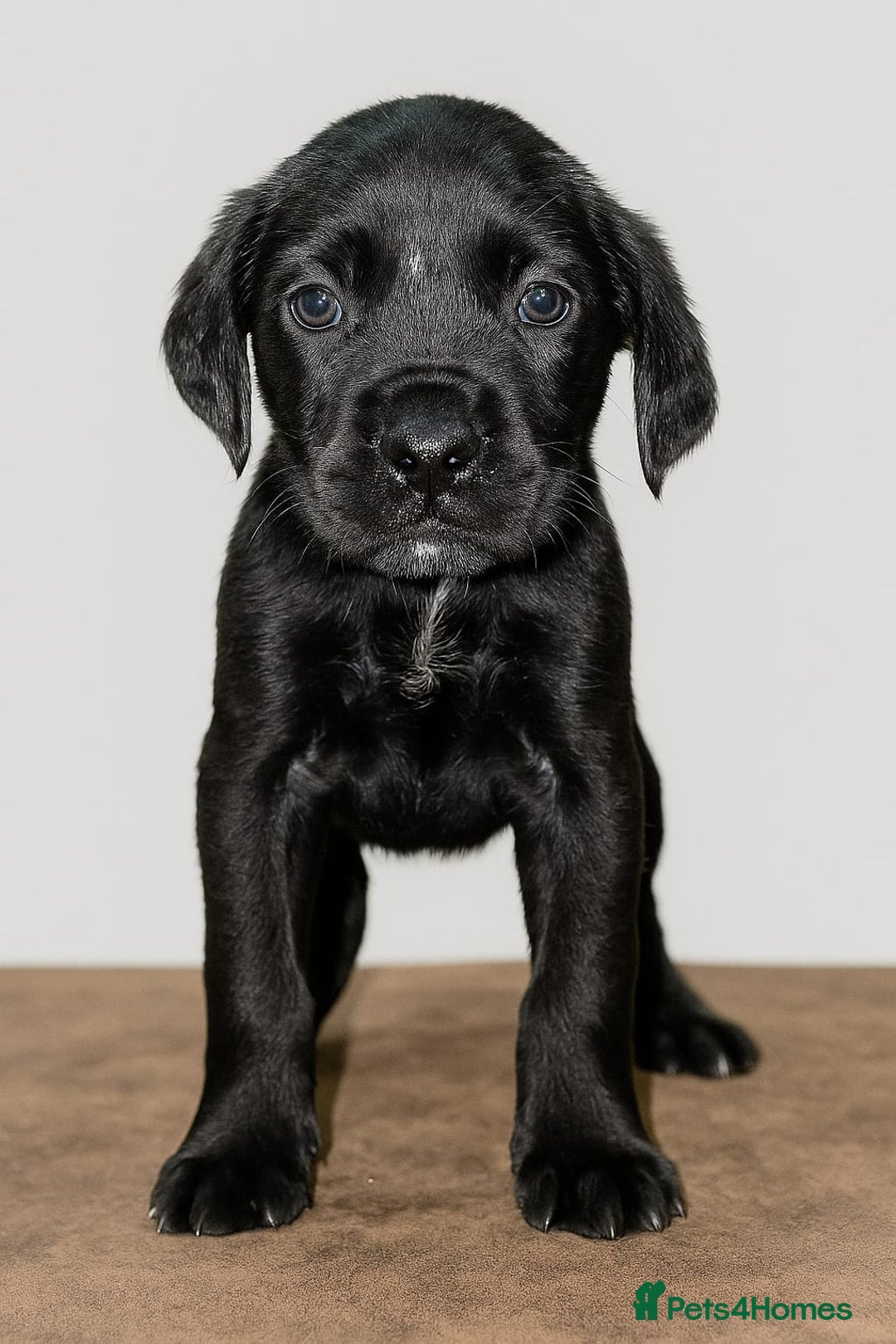 Cane Corso dogs for sale: Russian/Romanian cane corso pups Available  - Advert 7