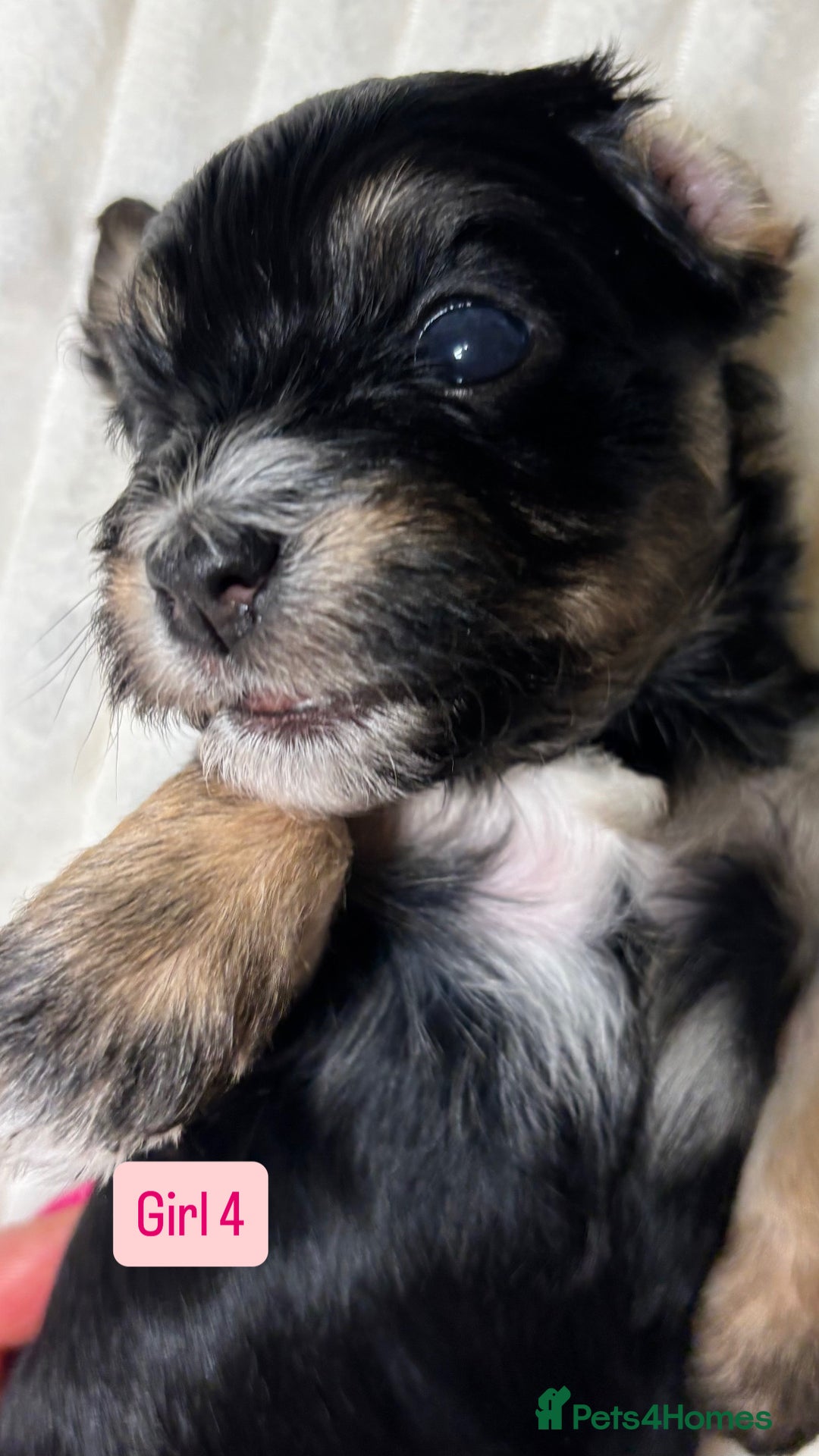 Havanese dogs for sale: 9 Beautiful Havanese Pedigree Puppies  - Advert 38