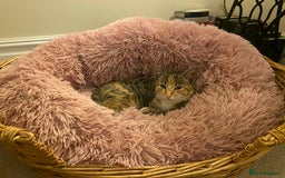 British Shorthair cats for sale: Female tabby kitten  - Advert 2