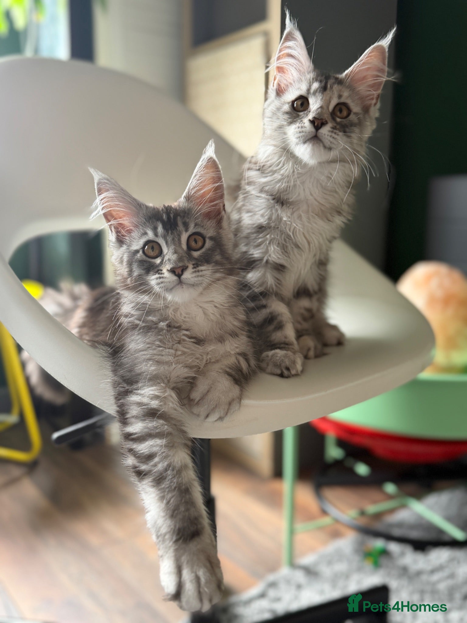 Maine Coon cats Pedigree Maine coon 🧡🖤🩶 ready to leave - Advert 2