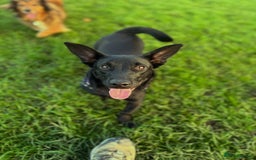 Dachshund dogs for adoption: Cute Gregory looking for LOVE - Image 10