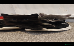 Mixed Breed cats for sale: 3 lovely Boys Ready to Leave , 1 black available  - Image 4
