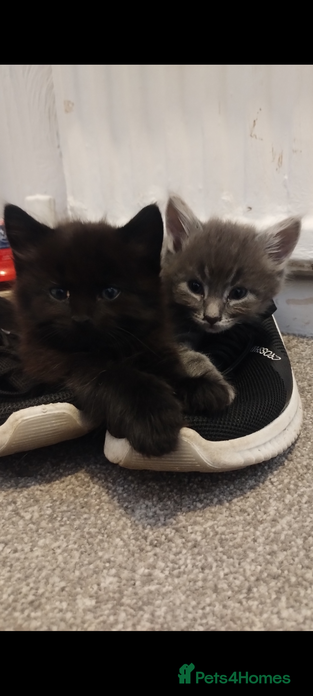 Mixed Breed cats for sale: 3 lovely Boys Ready to Leave , 1 black available  - Image 4
