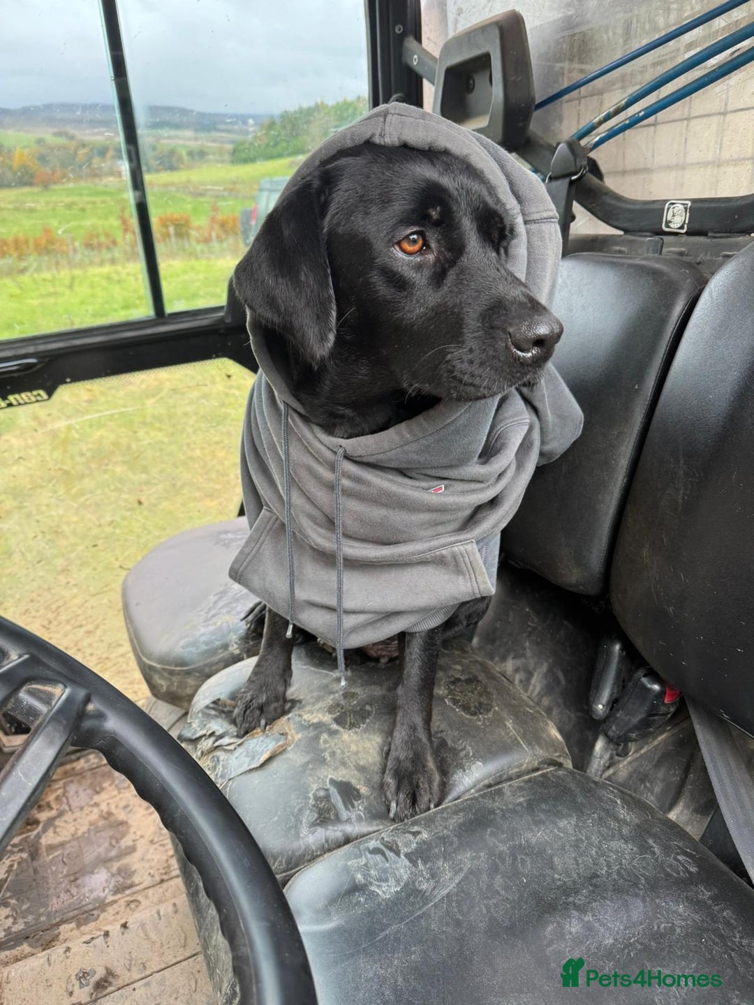 Borador dogs for sale: 1 adorable boy left ready for a good home - Advert 6