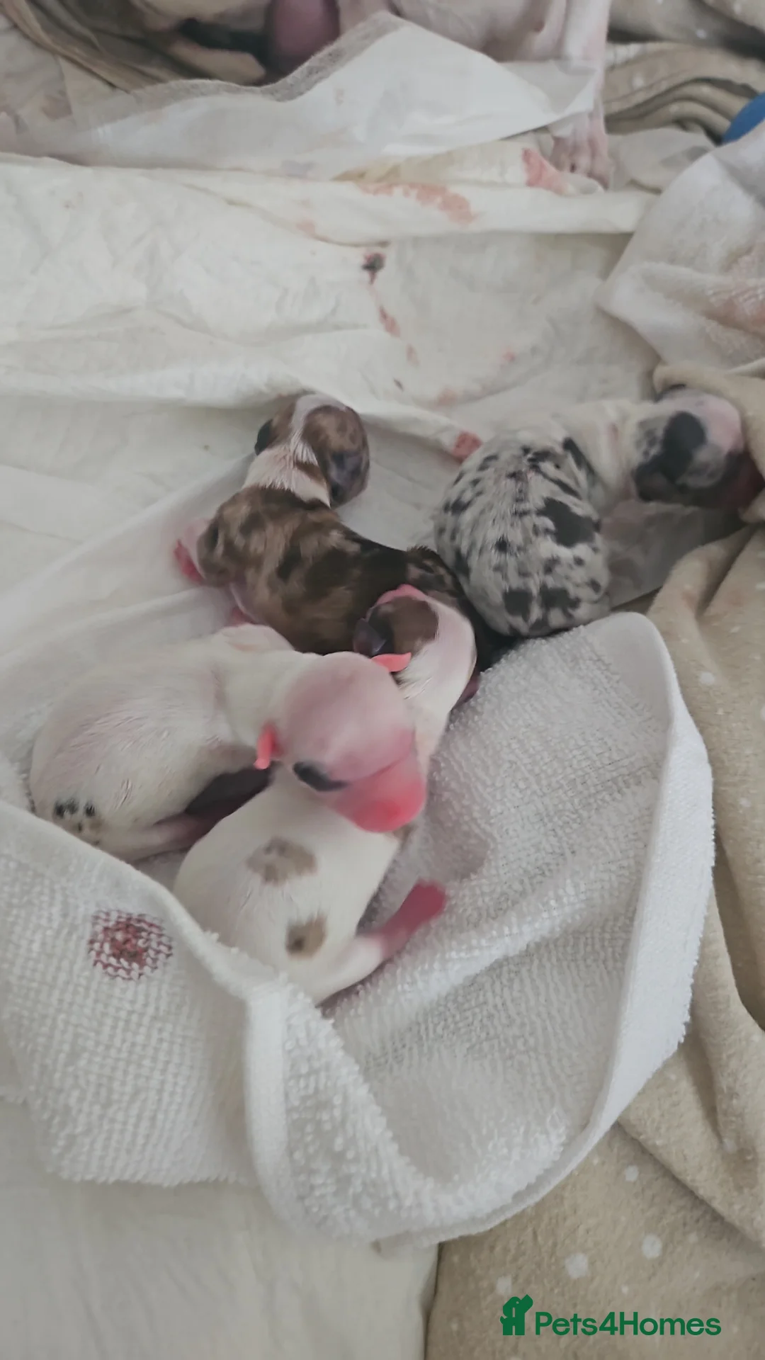 Chihuahua dogs for sale: Beautiful chihuahuas - Advert 10