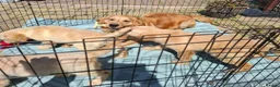 Golden Retriever dogs for sale: KC registered golden retriever girls  - Advert 9