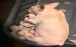 French Bulldog dogs for stud: 🔥 PLATINUM LILAC & TAN FLUFFY - WELL PROVEN- KC   in Blackpool - Image 39