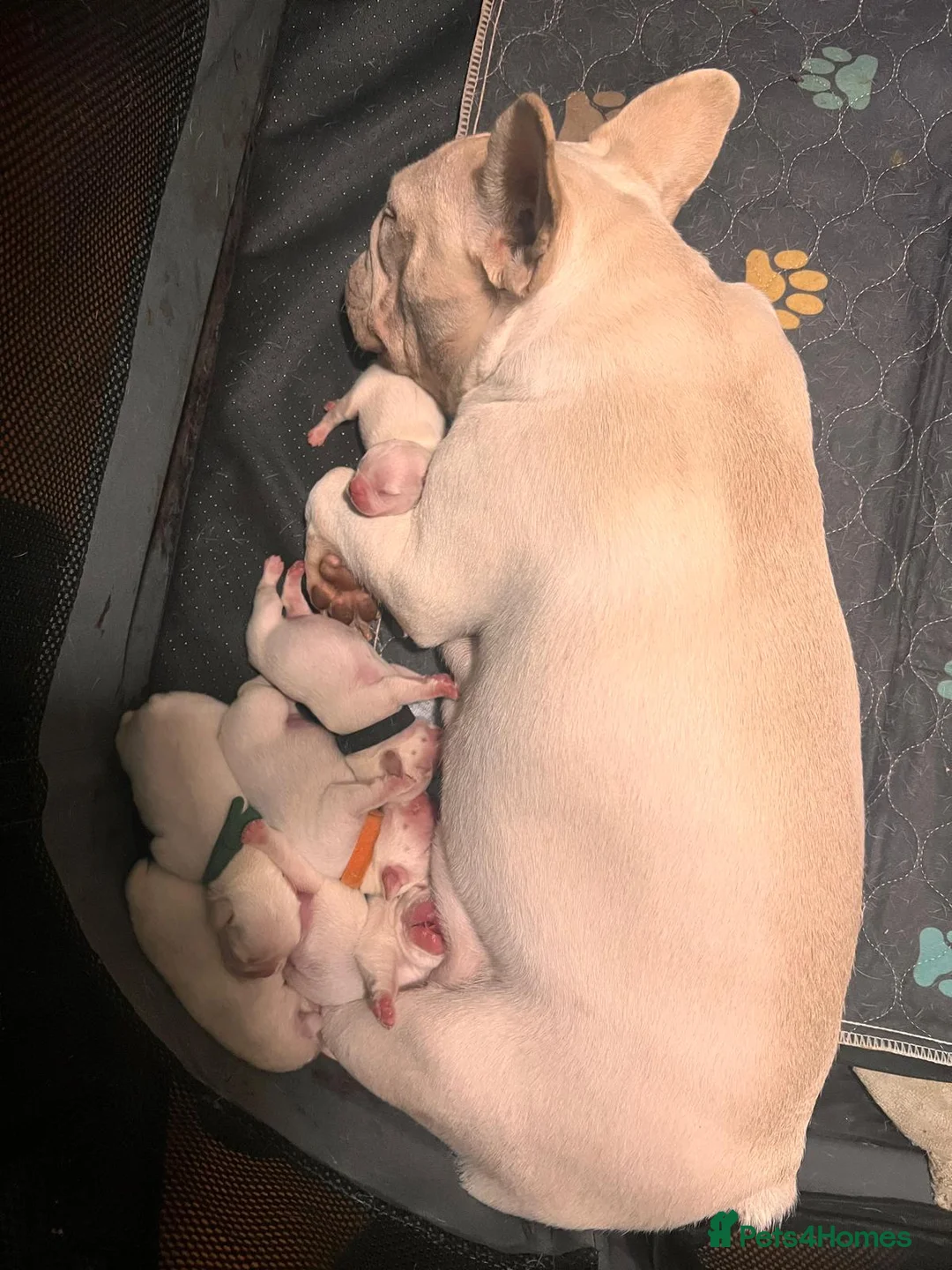 French Bulldog dogs for stud: 🔥 PLATINUM LILAC & TAN FLUFFY - WELL PROVEN- KC   in Blackpool - Advert 39