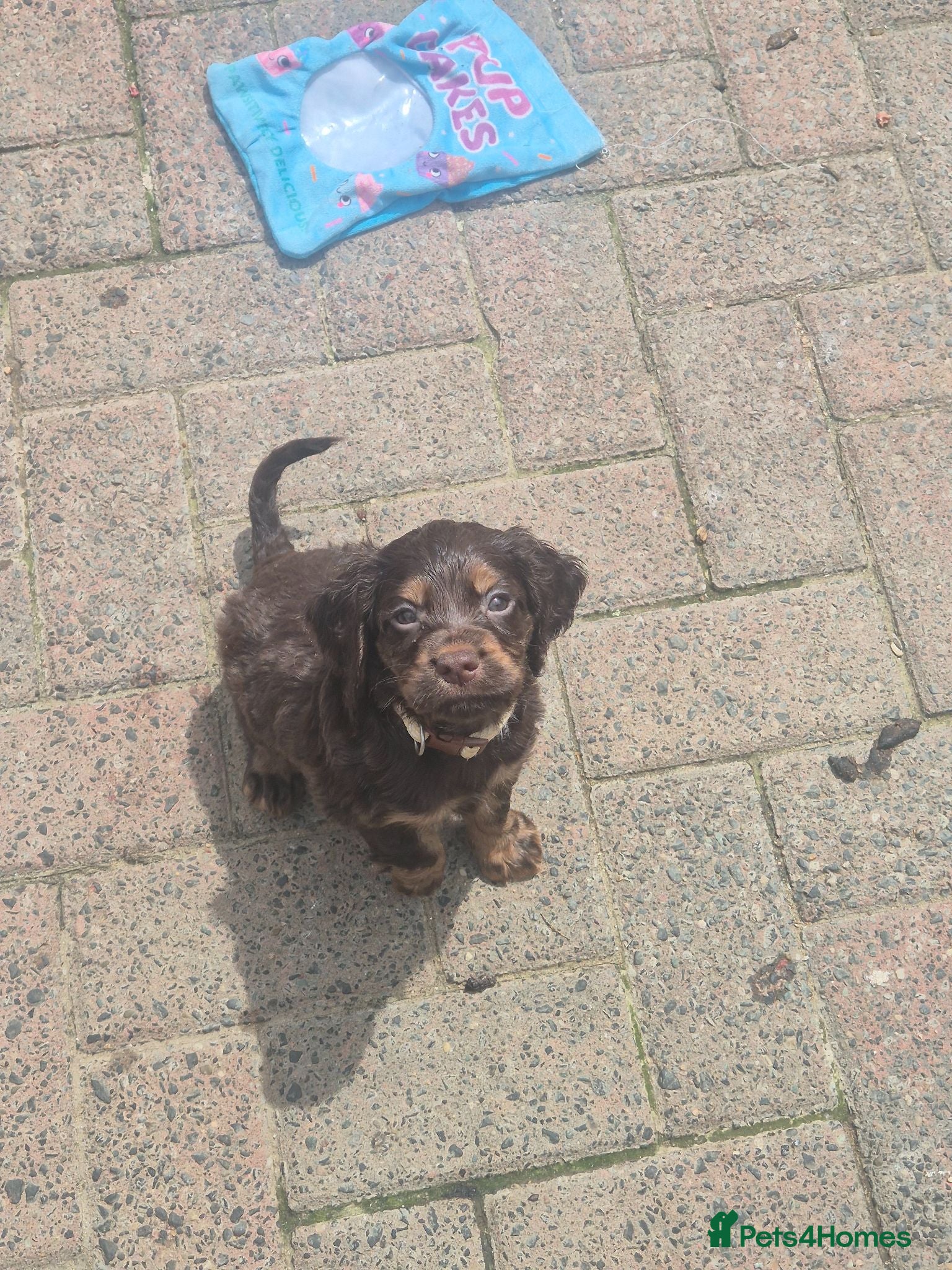 Cocker Spaniel dogs Working cocker pups - Advert 2