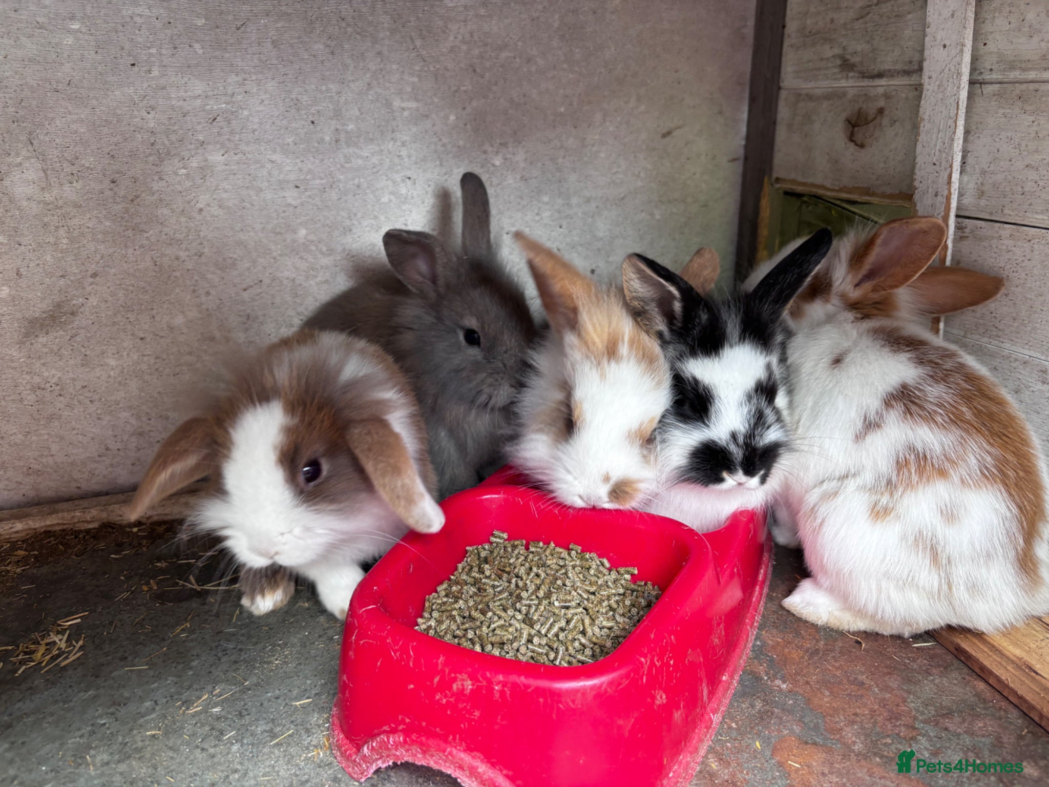 Mini Lion Lop rabbits 5 Beautiful Mini Lionhead Lops £50 Each. - Advert 1