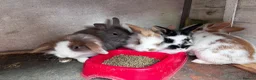 Mini Lion Lop rabbits for sale: 5 Beautiful Mini Lionhead Lops £50 Each. - Advert 1