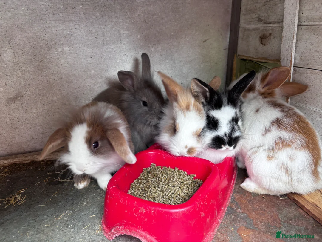 Mini Lion Lop rabbits for sale: 5 Beautiful Mini Lionhead Lops £50 Each. - Advert 1