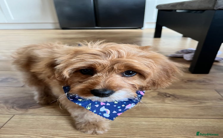 Cavapoo dogs - Advert 12