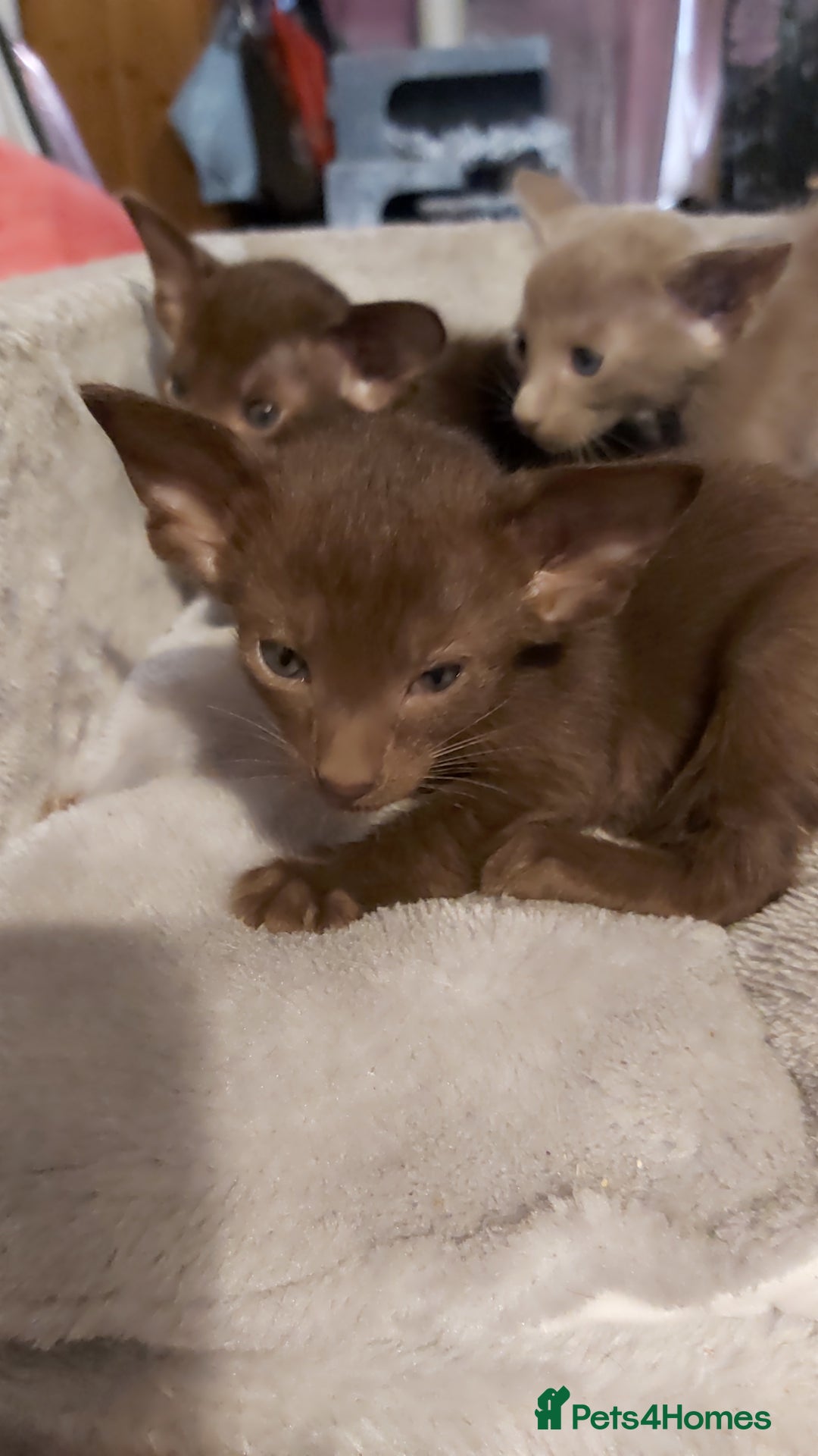 Oriental cats for sale: Full Pedigree Oriental 3 Kittens XL size ears GCCF - Image 17