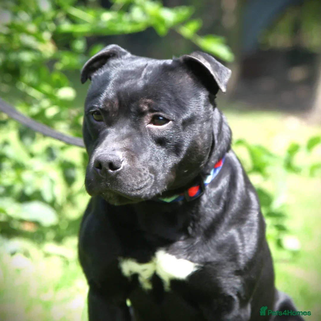 Staffordshire Bull Terrier dogs for sale: Beautiful Entire Adult Male 🖤 - Image 2