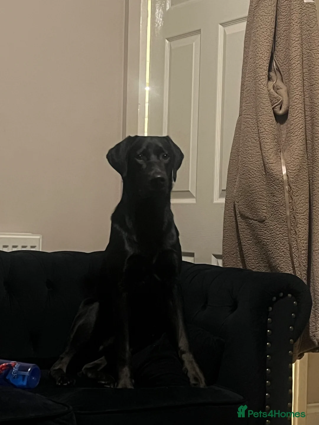 Labrador Retriever dogs for sale: 10 month old black lab for rehome  - Advert 1