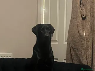 Labrador Retriever dogs 10 month old black lab for rehome - Advert 1