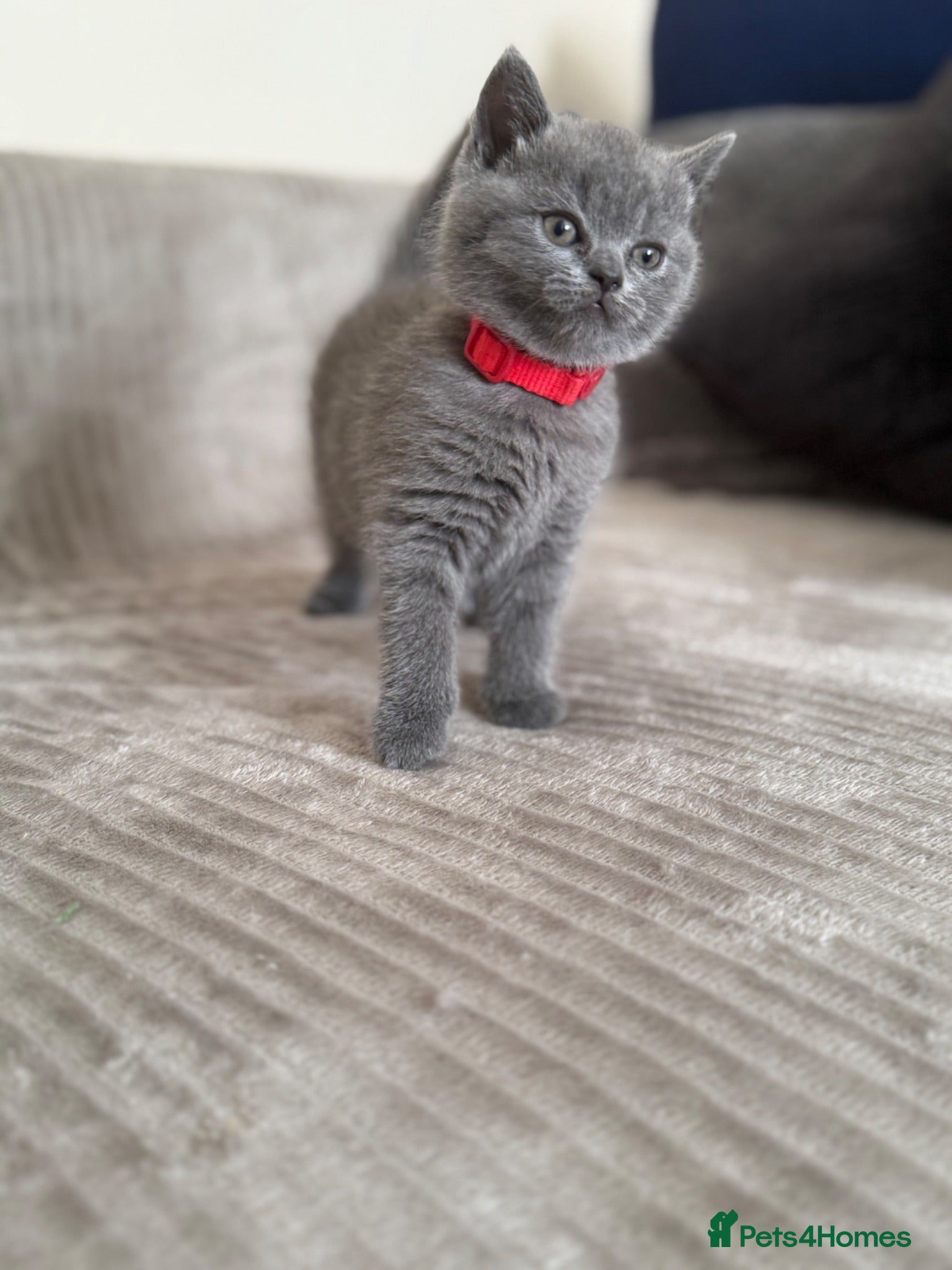 British Shorthair cats 🐱 British shorthair kittens pedigree ❤️❤️❤️ - Advert 2