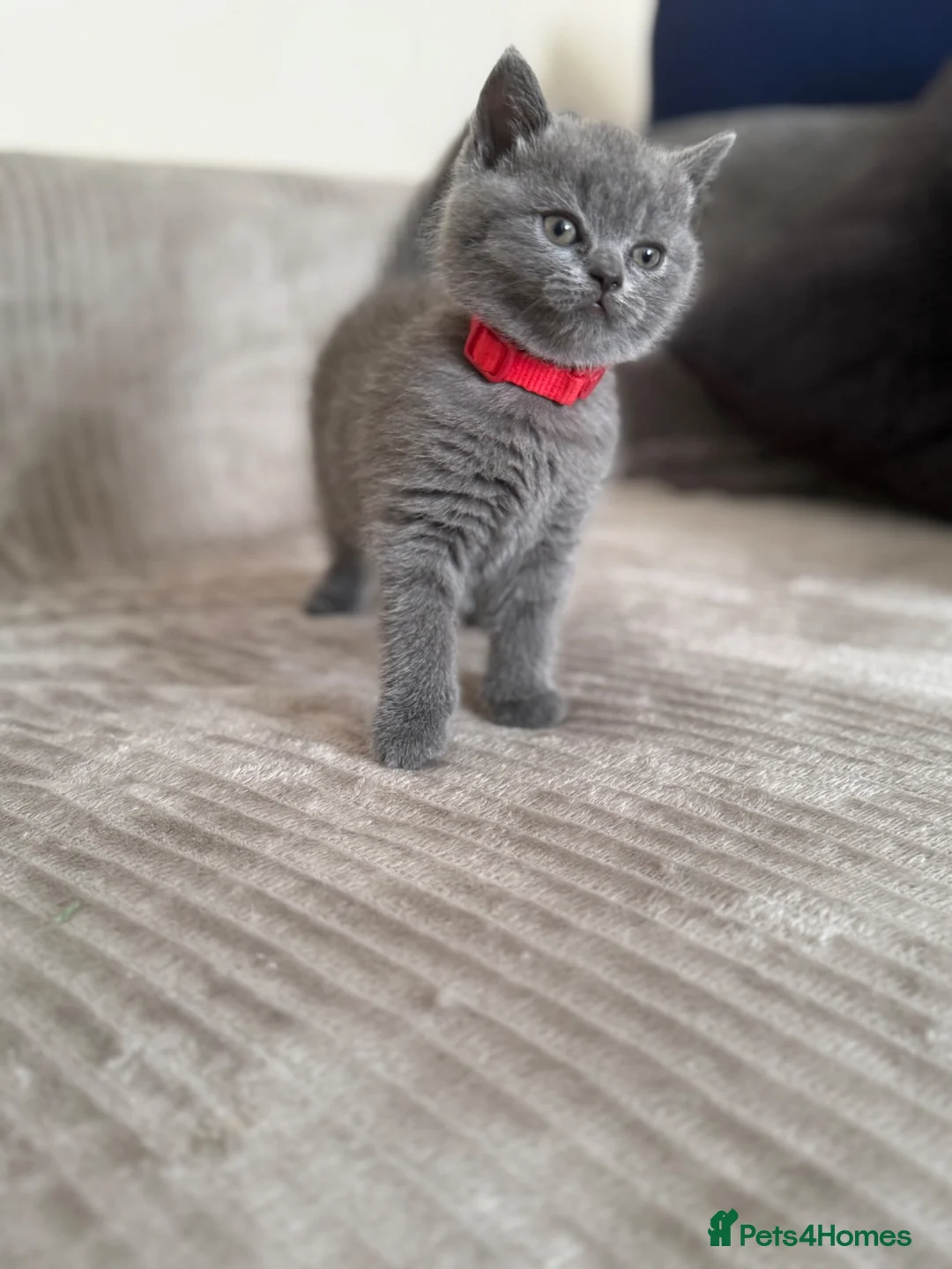 British Shorthair cats for sale: 🐱 British shorthair kittens pedigree ❤️❤️❤️ - Advert 2