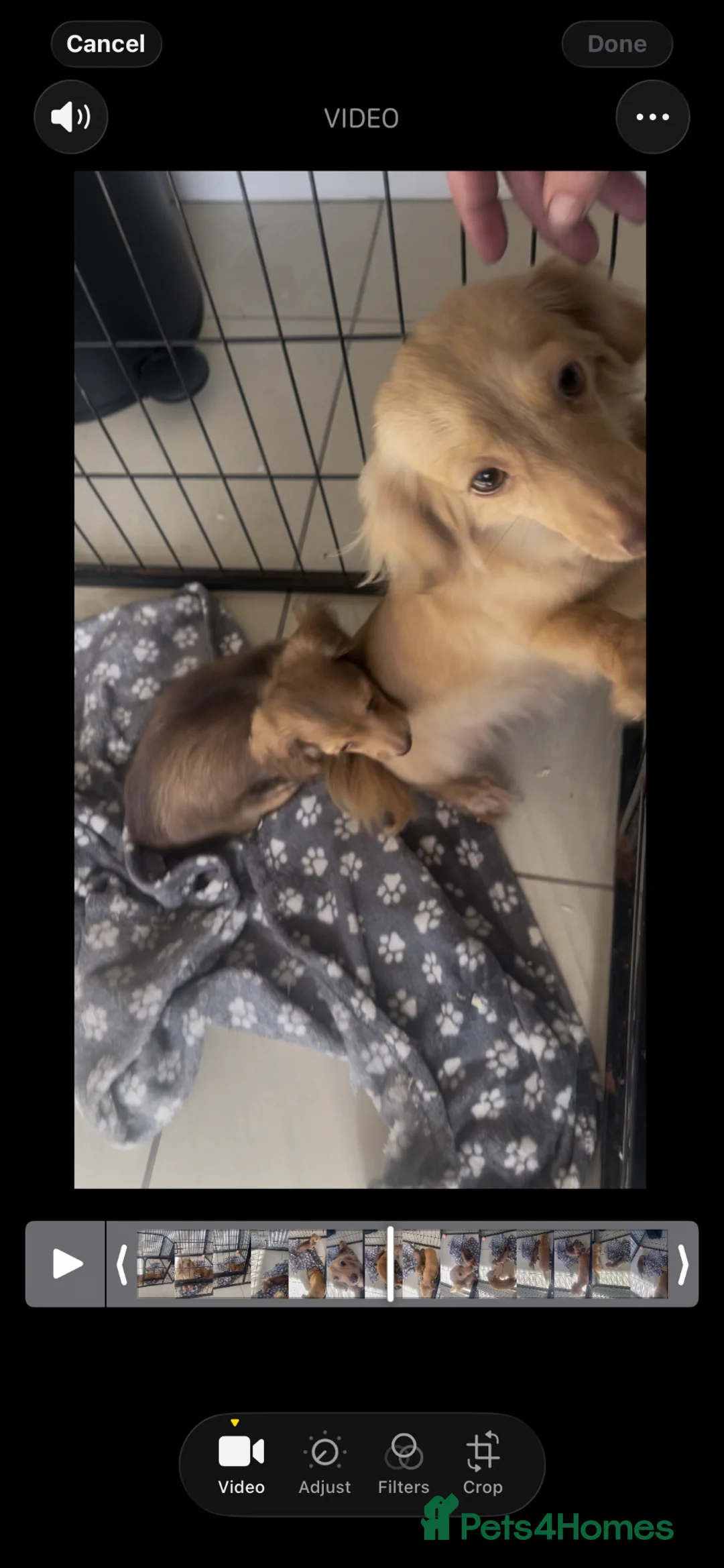 Miniature Dachshund dogs for sale: Mini long dachshund  in Castleford - Advert 2