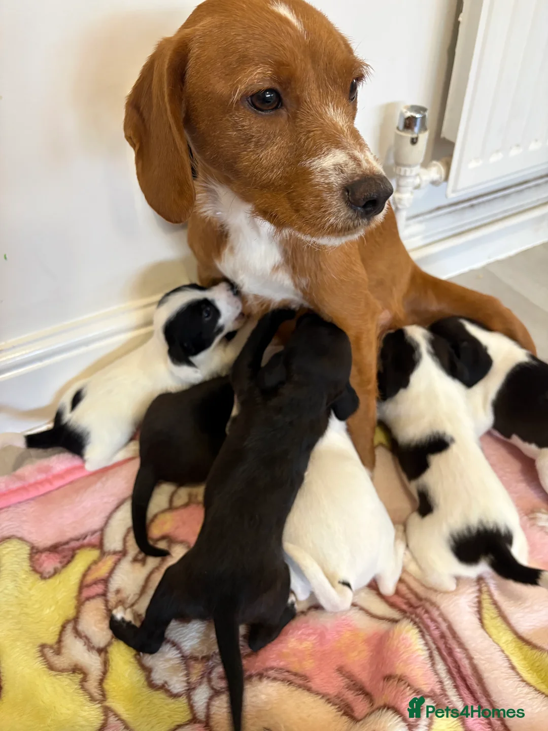 Jackapoo dogs for sale: Jackapoo puppies - Advert 2