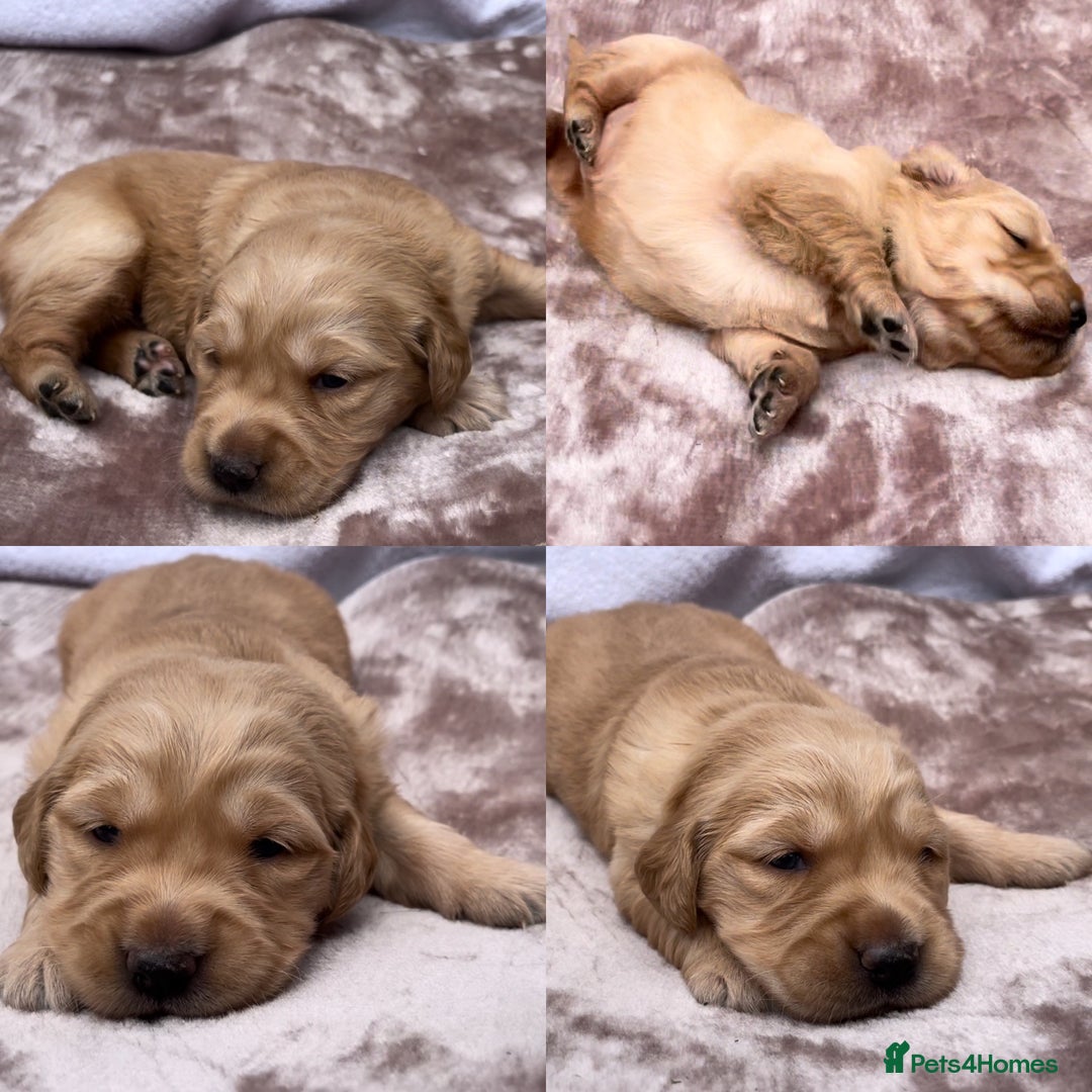 Golden Retriever dogs for sale: OUTSTANDING PEDIGREE GOLDEN RETRIVER PUPPIES KC - Image 36