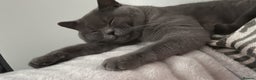 British Shorthair cats for stud: 🐈‍⬛ GIZZY THE STUD 🐈‍⬛ GCCF AND TICA REGISTERED  in Solihull - Advert 22