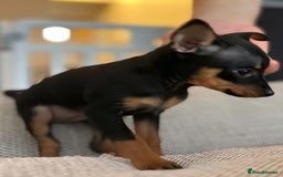 Miniature Pinscher dogs for sale: Prague Ratter– Mini Pinscher Puppies - Image 15