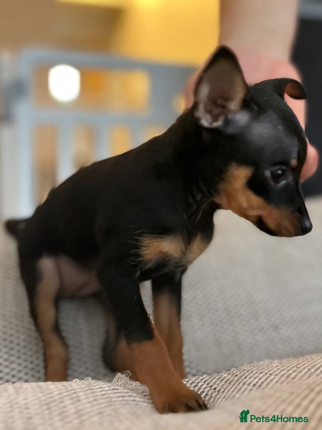 Miniature Pinscher dogs for sale: Prague Ratter– Mini Pinscher Puppies - Image 15