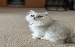 Mixed Breed cats for sale: Persian Chinchilla Cross kittens - Image 13