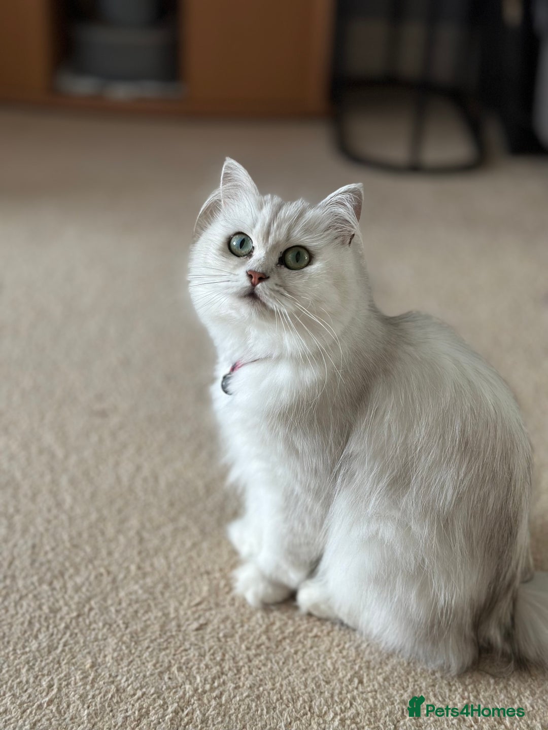 Mixed Breed cats for sale: Persian Chinchilla Cross kittens - Image 13