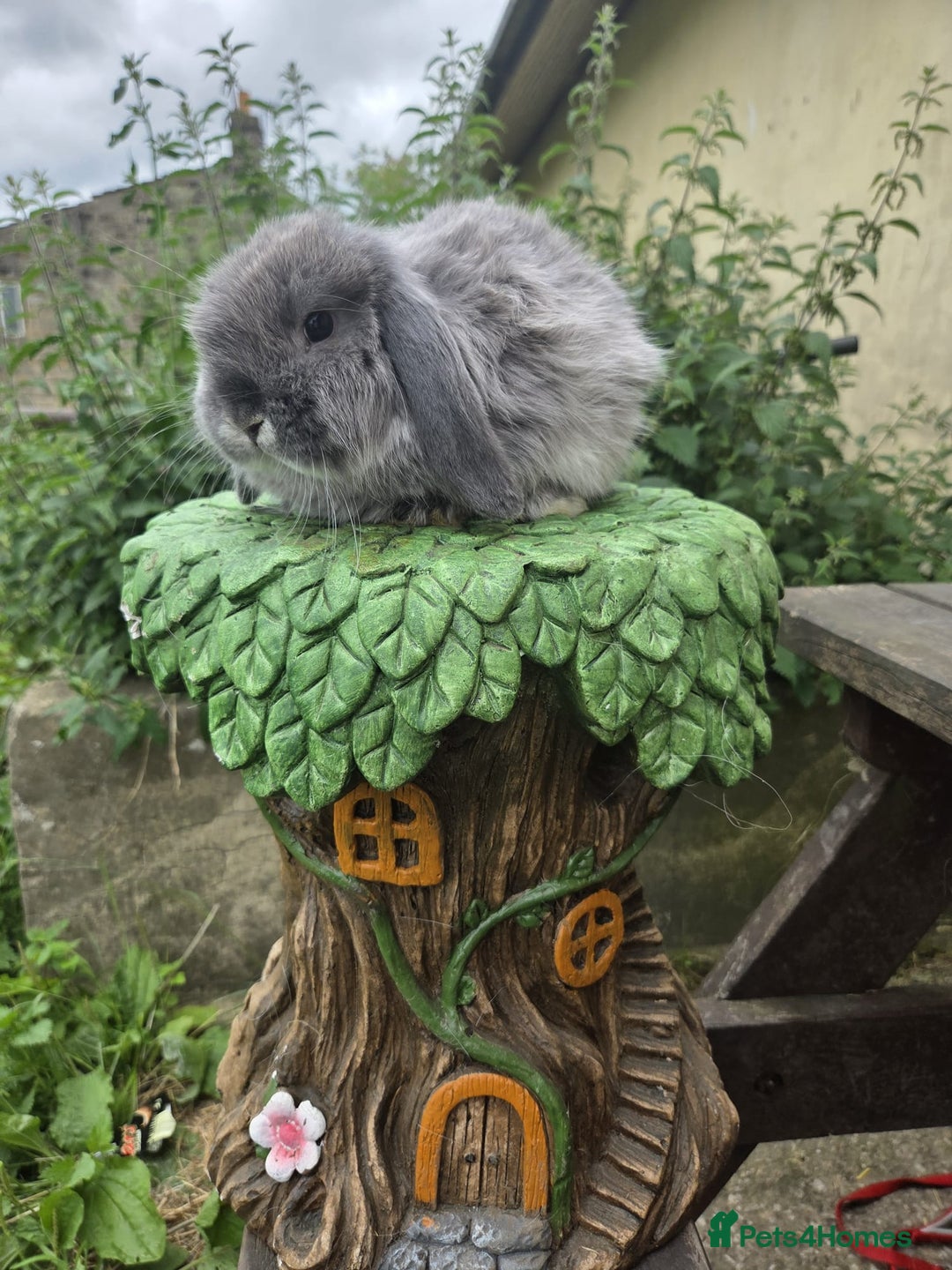 Mini Lop rabbits for sale: Lilac fox mini lop boy - Image 4