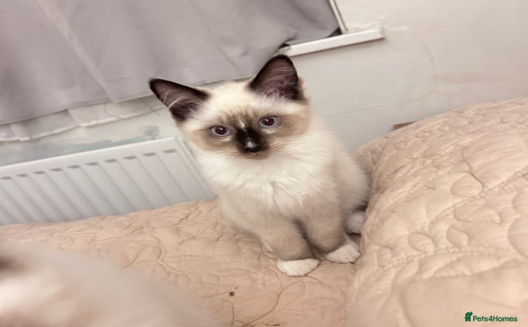 Ragdoll cats - Advert 2