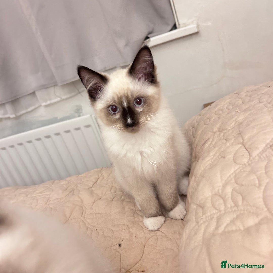 Ragdoll cats for sale: Fluffy and floppy Ragdoll kittens - Advert 3