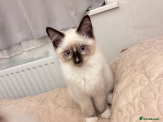 Ragdoll cats - Advert 25