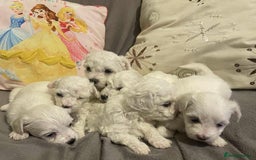 Maltese dogs for sale: Stunning Purebred Maltese Puppies Ready 17th Sept - Image 2