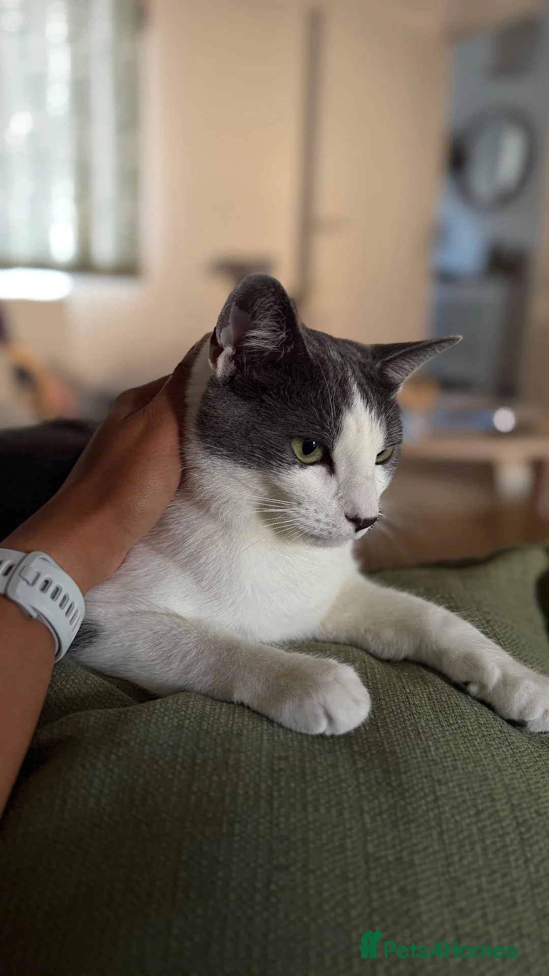 Mixed Breed cats for sale: Sweet and cute male cat - Advert 1