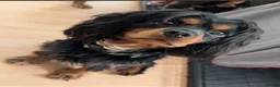 Cavalier King Charles Spaniel dogs for sale: Cavalier King Charles Spaniel Puppies DNA clear  - Advert 2