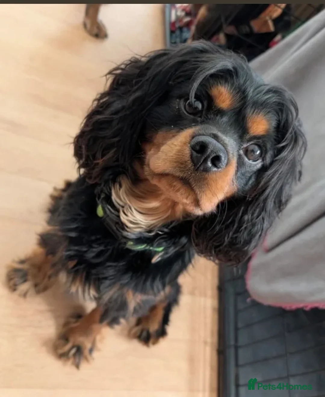 Cavalier King Charles Spaniel dogs for sale: Cavalier King Charles Spaniel Puppies DNA clear  - Advert 2