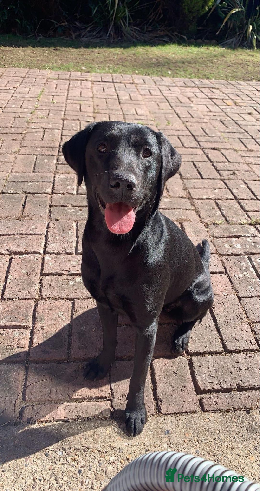 Labrador Retriever dogs for sale: KC registered Labrador pups - Advert 23