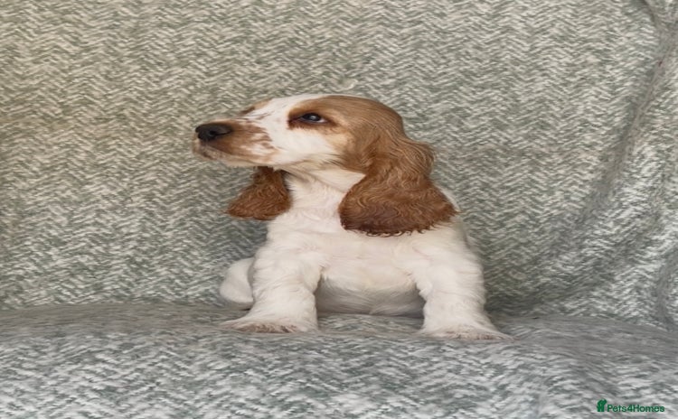 Cocker Spaniel dogs - Advert 10