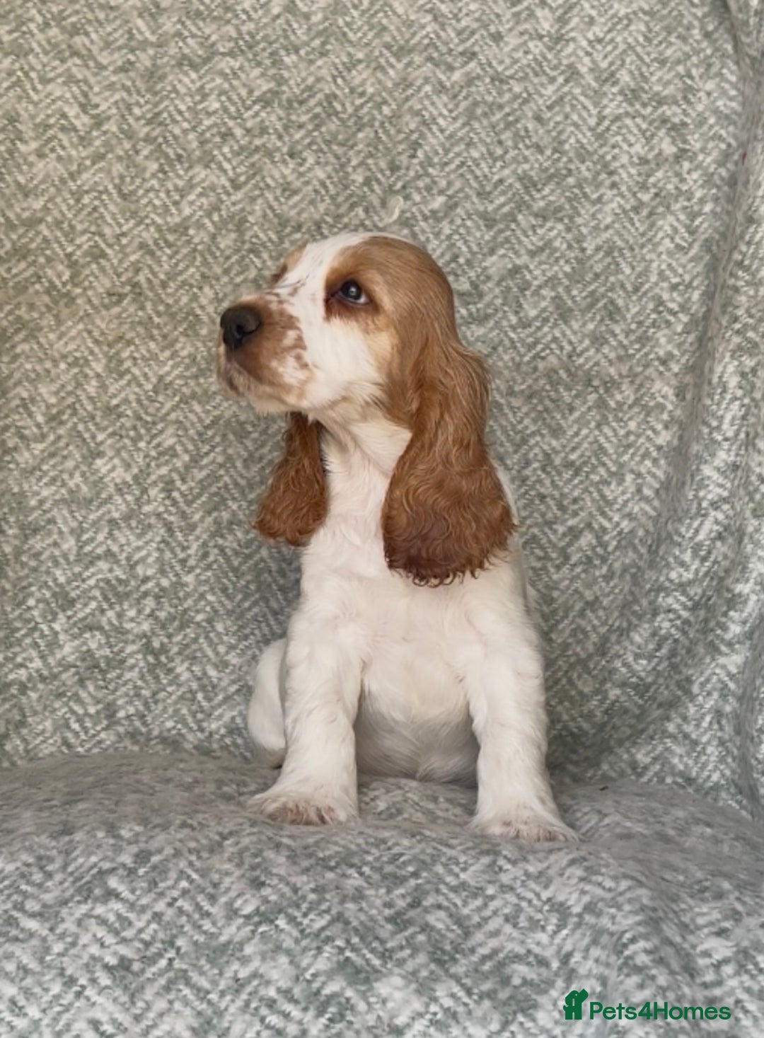 Cocker Spaniel dogs for sale: Ready Now! KC Show Type Cocker Spaniel Pups  - Image 1