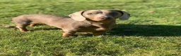 Miniature Dachshund dogs for sale: Chocolate/Tan Mini Dachshunds, Long Haired/Dapple - Advert 4