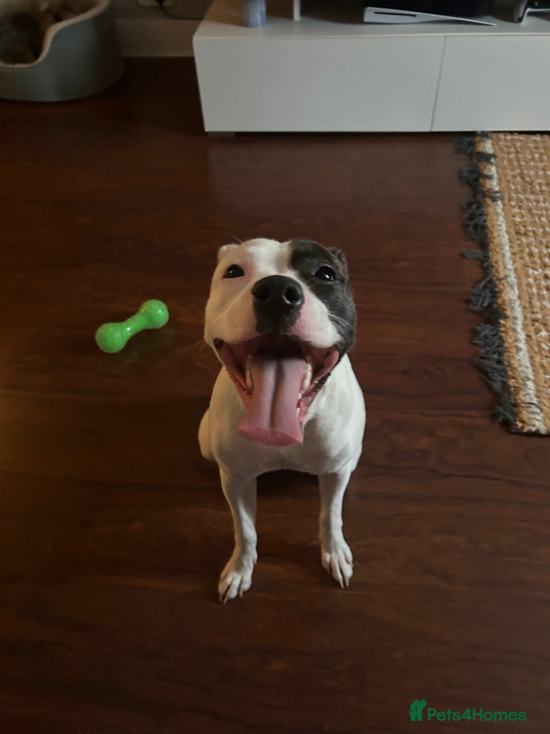 Mixed Breed dogs for sale: Daisy  - Advert 5