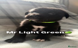 Mixed Breed dogs for sale: 10 RARE hybrid huskypoo’s!!! - Image 1